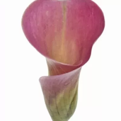 Kala SWEET MISTY 65cm