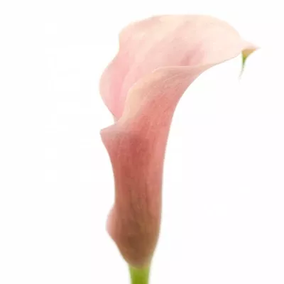 Kala TOTALL TOUCH 65cm