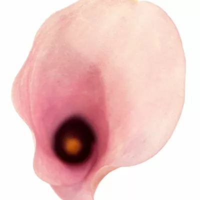 Kala TOTALL TOUCH 65cm