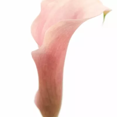 Kala TOTALL TOUCH 65cm