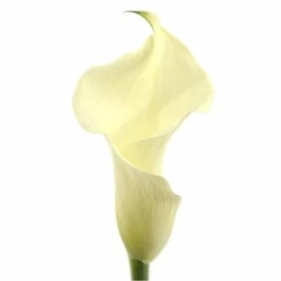 Kala WHITE ART 60 cm