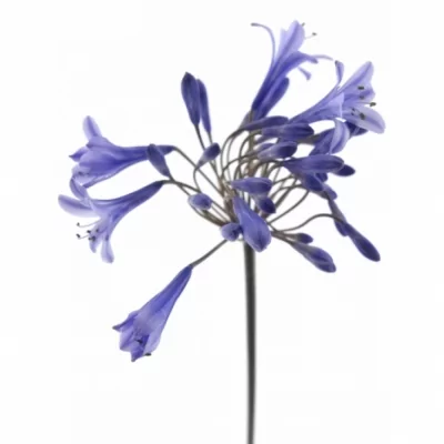 Kalokvět BLUE GIANT 85 cm