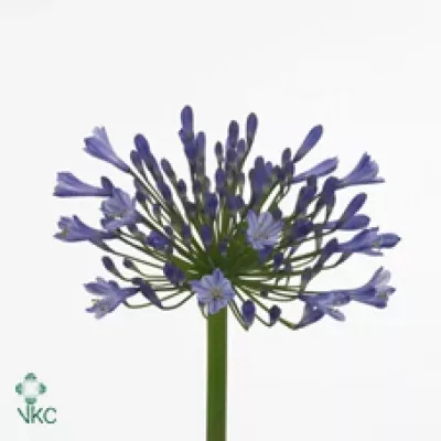 Kalokvět BLUE HEAVEN 60cm