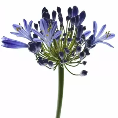 Kalokvět MEDITERRANEE 60cm