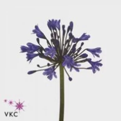 Kalokvět SUNFIELD 70cm