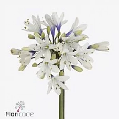 Kalokvět TWISTER 60cm