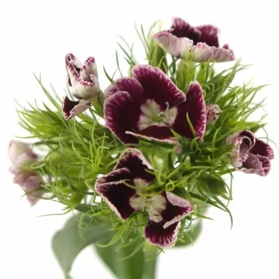 Karafiát BLACK JACK 35cm/4+