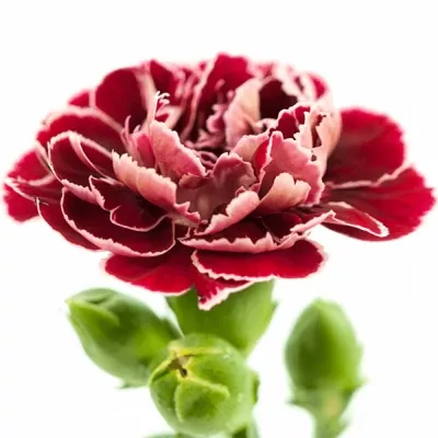 Karafiát BARBADOS 50cm/4+