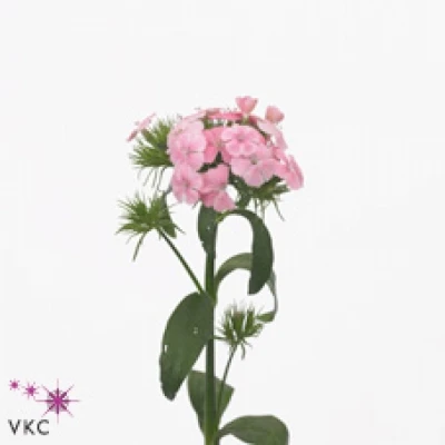 Karafiát BARBATUS ALDO ROSE 45 cm