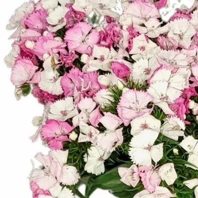 Karafiát BARBATUS AMAZON NEON DUO 50cm