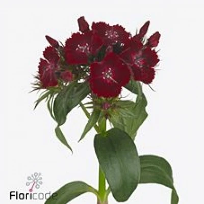 Karafiát BARBATUS BARBARELLA DIEP ROOD 40cm