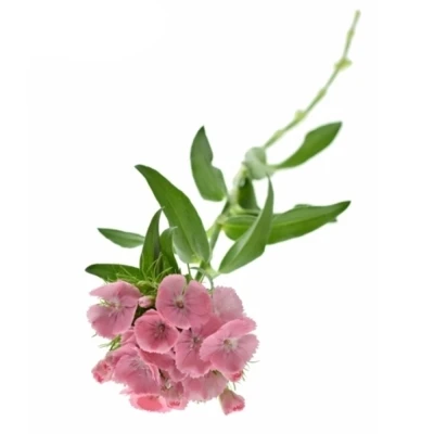 Karafiát BARBATUS BARBARELLA PINK