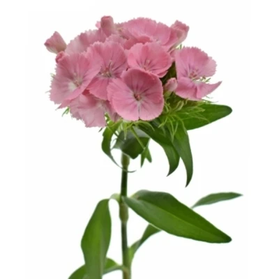 Karafiát BARBATUS BARBARELLA PINK 50 cm