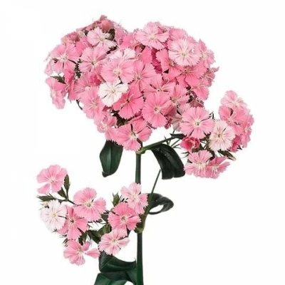 Karafiát BARBATUS BARBARELLA PINK BEAUTY 40cm