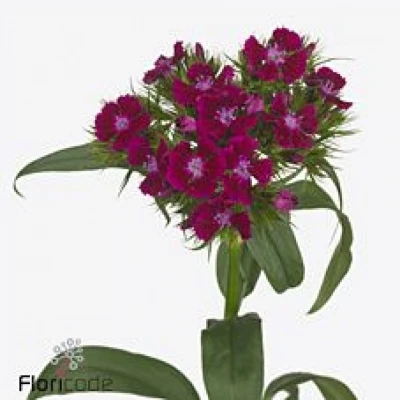 Karafiát BARBATUS BARBARELLA PURPER 60cm