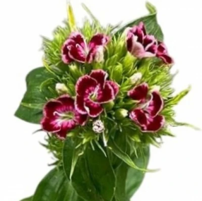 Karafiát BARBATUS BARBARELLA ROOD-WIT 50cm