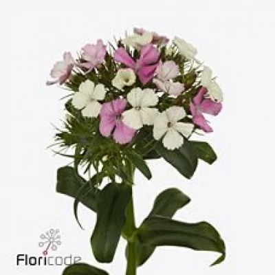 Karafiát BARBATUS BARBIENNE APPLE BLOSSOM 55cm