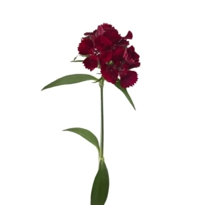 Karafiát BARBATUS BARBIENNE DARK RED SHADES