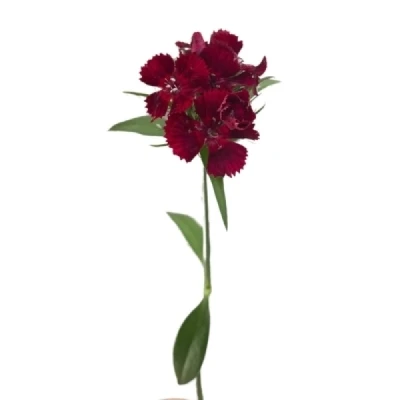 Karafiát BARBATUS BARBIENNE DARK RED SHADES