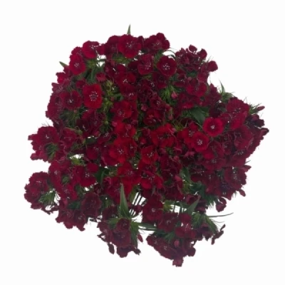 Karafiát BARBATUS BARBIENNE DARK RED SHADES