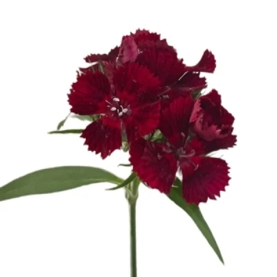 Karafiát BARBATUS BARBIENNE DARK RED SHADES 55 cm