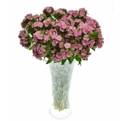 Karafiát BARBATUS BARBIENNE PINK