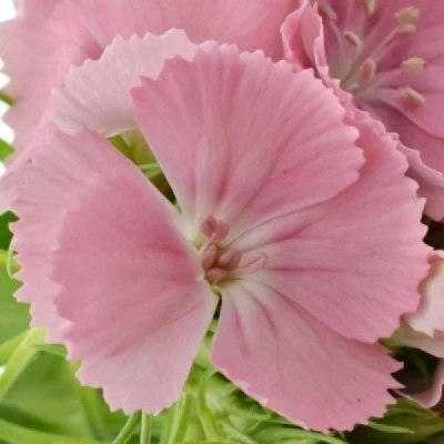 Karafiát BARBATUS BARBIENNE PINK