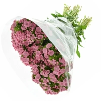 Karafiát BARBATUS BARBIENNE PINK