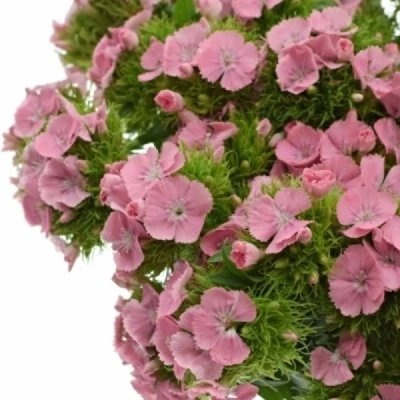 Karafiát BARBATUS BARBIENNE PINK