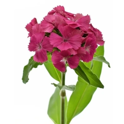 Karafiát BARBATUS BARBIENNE ROSE 50 cm