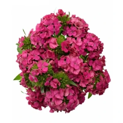 Karafiát BARBATUS BARBIENNE ROSE