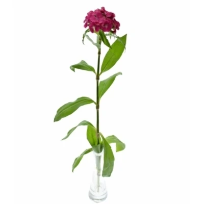 Karafiát BARBATUS BARBIENNE ROSE