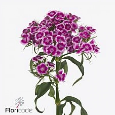 Karafiát BARBATUS BARCELONA PURPLE 30cm