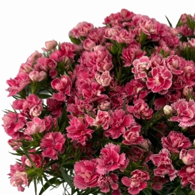 Karafiát BARBATUS DOBLINO PINK