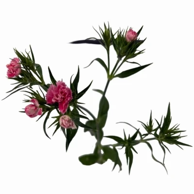 Karafiát BARBATUS DOBLINO PINK