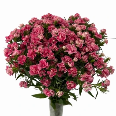 Karafiát BARBATUS DOBLINO PINK