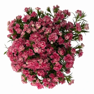 Karafiát BARBATUS DOBLINO PINK