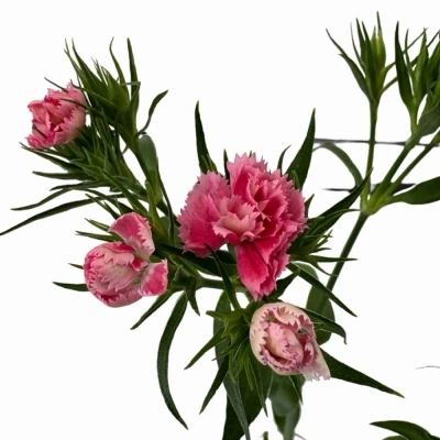 Karafiát BARBATUS DOBLINO PINK 50 cm