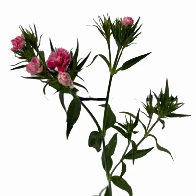 Karafiát BARBATUS DOBLINO PINK