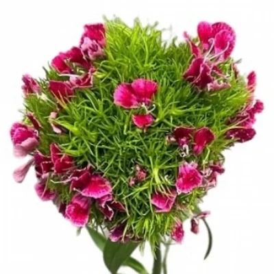 Karafiát BARBATUS GREEN TRICK 45cm