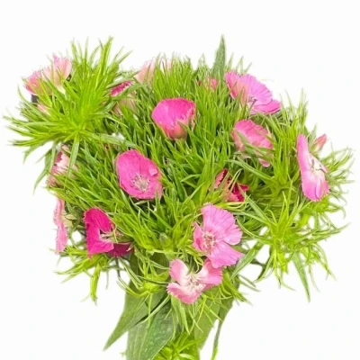 Karafiát BARBATUS LORD BREANTHUS 50cm