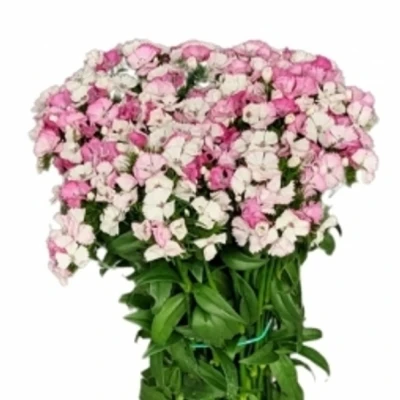 Karafiát BARBATUS MELIAN BREANTHUS