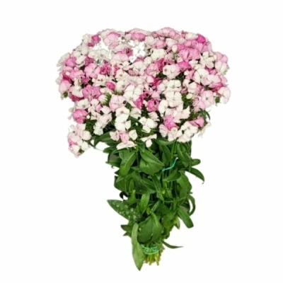 Karafiát BARBATUS MELIAN BREANTHUS