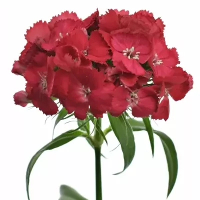 Karafiát BARBATUS PARZIVAL GALAHAD 60cm