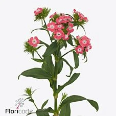 Karafiát BARBATUS SUNDERLAND