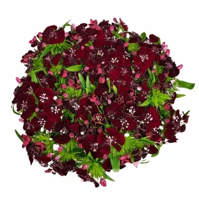 Karafiát BARBATUS SWEET WILL BLACK CHERRY