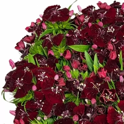 Karafiát BARBATUS SWEET WILL BLACK CHERRY