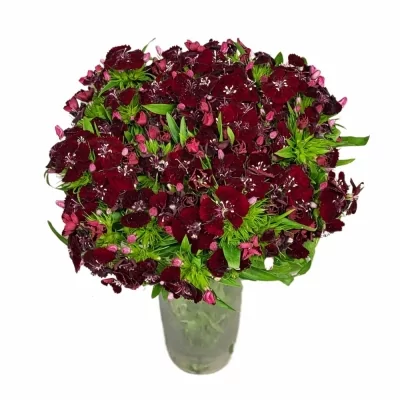 Karafiát BARBATUS SWEET WILL BLACK CHERRY