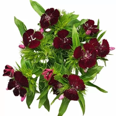 Karafiát BARBATUS SWEET WILL BLACK CHERRY 40cm