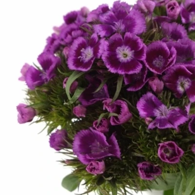 Karafiát BARBATUS SWEET WILL MAGENTA BICOLOUR